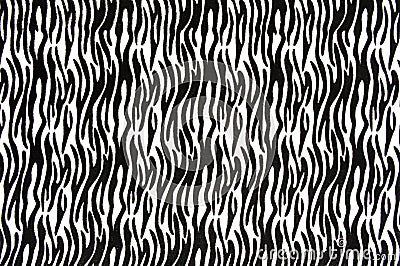 Texture Zebra. Zebra stripes abstract pattern. Line art background, print fabric.Black and white Zebra stripe. Photo. Texture of z Stock Photo