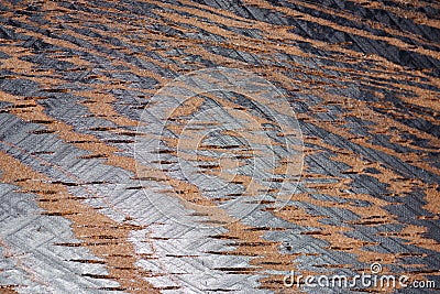 The texture of the Zebrano tree shot on a macro lens Stock Photo