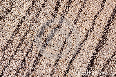 The texture of a zebrano tree shot on a macro lens Stock Photo