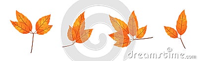 Textured autumn leaf. Fallen leaf with motley texture Vector Illustration