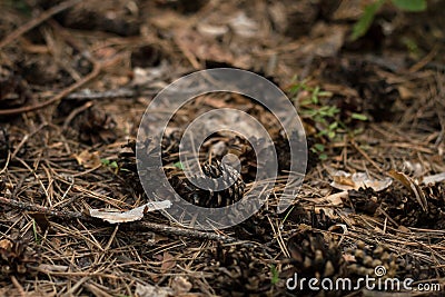 Textured background of the fall forest floor of pine dry needles Stock Photo