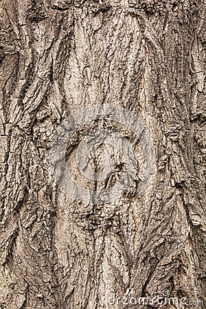 Textured bark of a healthy old tree Stock Photo