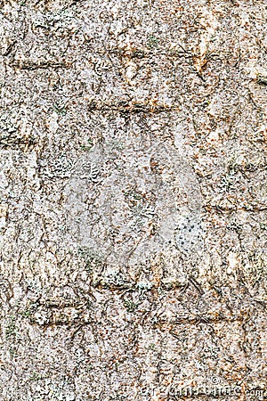 Textured bark on trunk of rowan tree close up Stock Photo