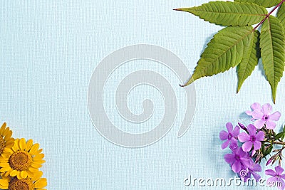 On a textured blue background, green sumac leaves, pink Phlox flowers and yellow navel flowers. Stock Photo