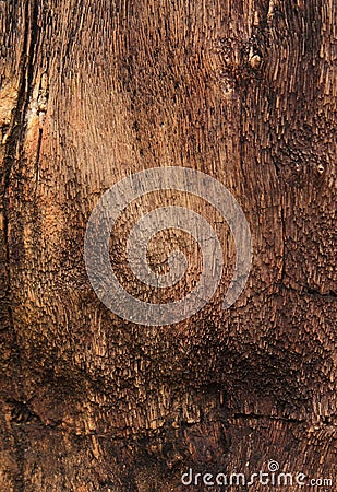 Textured colorful petrified tree trunk as a backgroun Stock Photo