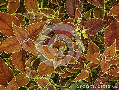Textured colorful red and yellow Bougainvillea leaves close up Stock Photo
