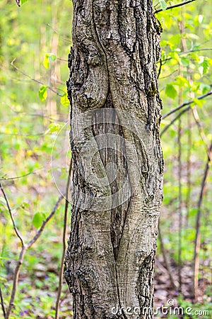 Textured hollow on a tree trunk Stock Photo