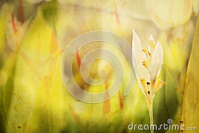 Textured, Layered, Complex, Floral Background from a Garden in Mexico. Digital Watercolor. Stock Photo