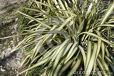Phormium tenax variegatum close up Stock Photo