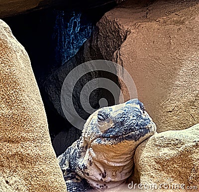 Close -up view of a Chuckwalla lizard Stock Photo