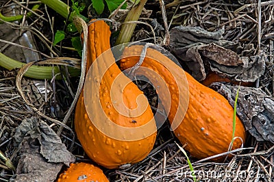 Textured long orange gourds nestled on a straw bed Stock Photo