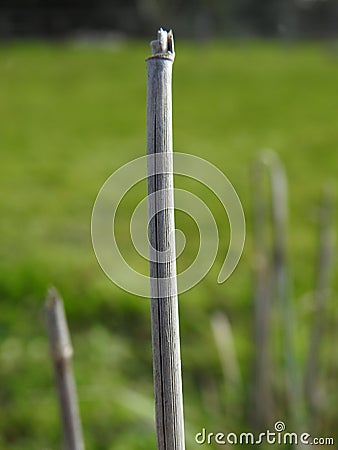 Textured reed stem up close Stock Photo
