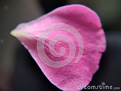 Textured Rose petal close-up Stock Photo