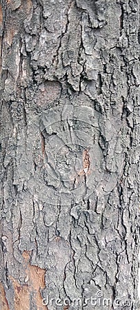 Textured skin of mahogani tree Stock Photo