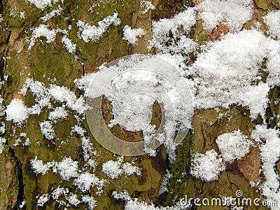 The textured surface of the bark of a tree with snow Stock Photo