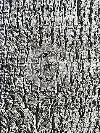 Texture of tree log Stock Photo