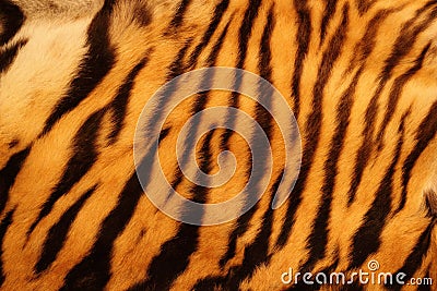 Textured tiger fur Stock Photo