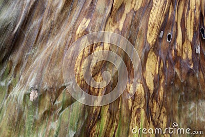 Textures of Dried banana leaf. Stock Photo