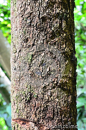 Textures and natural patterns Bark of the trunk Stock Photo