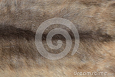 Textures of wolf Fur background Stock Photo