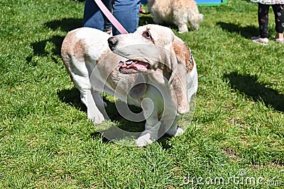 16th Annual San Francisco DogFest 2023 47 Editorial Stock Photo