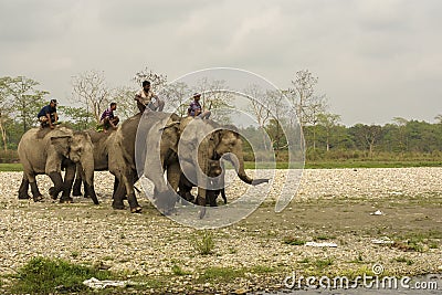 Few Asiatic elephants coming to bath at river with his keeper or trainer with selective focus Editorial Stock Photo