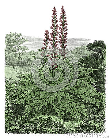 Acanthus mollis antique botanical engraving Cartoon Illustration