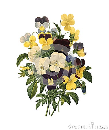 Bouquet of violets | Antique Flower Illustrations Cartoon Illustration