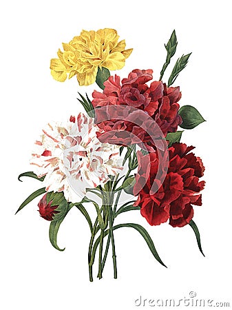 Carnation | Antique Flower Illustrations Cartoon Illustration