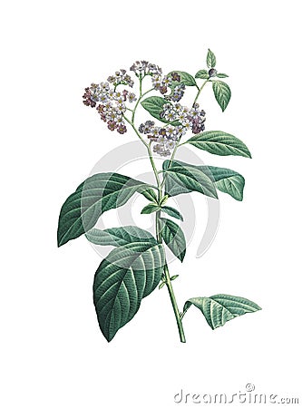 Garden heliotrope | Redoute Flower Illustrations Cartoon Illustration