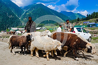 30th May 2019, Ladakh, Kashmir, India. A shepherd leading a herd of sheep into grazing ground through the army defense Editorial Stock Photo