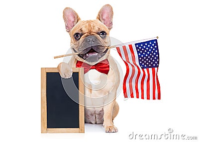 4th oh july dog Stock Photo