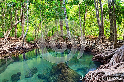 Tha Pom, the mangrove forest in Krabi, Thailand Stock Photo