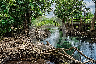 Tha pom swamp forest Krabi thailand Stock Photo