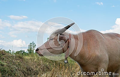 Thai albino buffalo eating grass Stock Photo