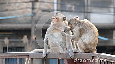 Thai asian wild monkey doing various activities Stock Photo