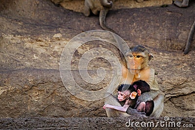 Thai asian wild monkey doing various activities Stock Photo