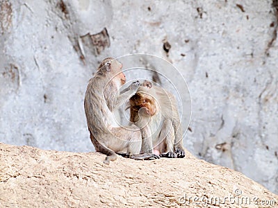 Thai asian wild monkey doing various activities Stock Photo