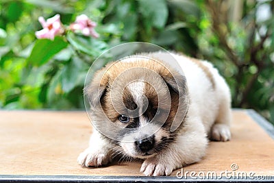 Thai Bangkaew Dog, Bangkaew puppy portrait Stock Photo