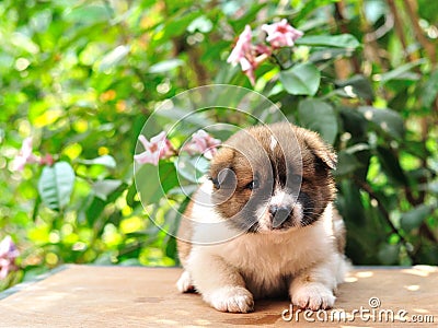 Thai Bangkaew Dog, Bangkaew puppy portrait Stock Photo