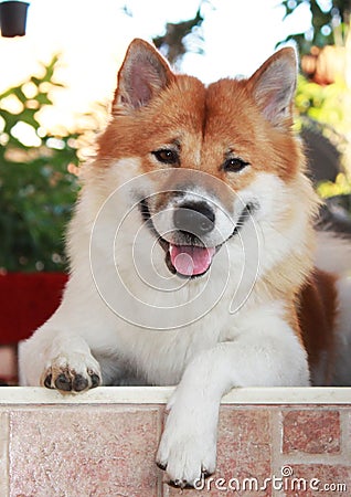 Thai bangkaew dog Stock Photo