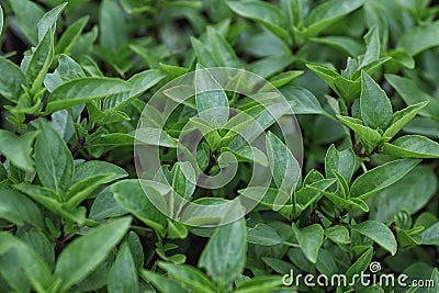 Thai Basil Stock Photo