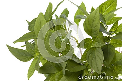 Thai Basil Leaves Isolated Stock Photo