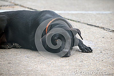 Thai black stray dog laying down on the street. Stock Photo