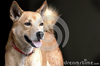 Thai brown dog with red collar Stock Photo