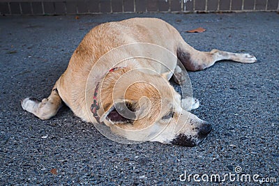Thai brown dog is sleeping on the street Stock Photo
