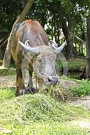 Thai buffalo Stock Photo