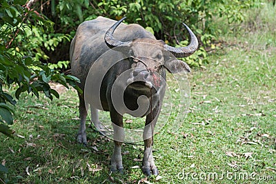 Thai Buffalo Stock Photo