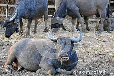 Thai buffalo in northern Thailand Stock Photo