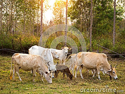 Thai Buffalo in the water Stock Photo